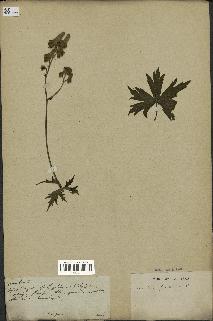 spécimen de Aconitum lycoctonum