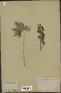 spécimen de Aconitum lycoctonum