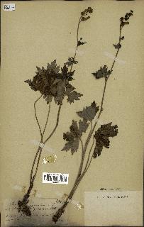 spécimen de Aconitum lycoctonum