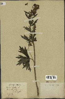 spécimen de Aconitum lycoctonum