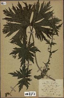 spécimen de Aconitum lycoctonum