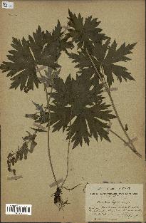 spécimen de Aconitum lycoctonum