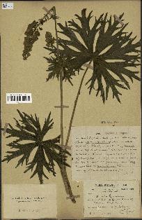 spécimen de Aconitum lycoctonum