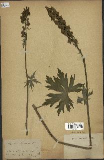 spécimen de Aconitum lycoctonum