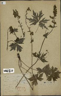 spécimen de Aconitum lycoctonum