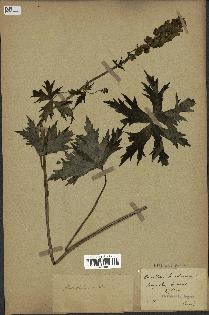 spécimen de Aconitum lycoctonum