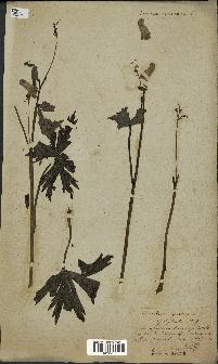 spécimen de Aconitum lycoctonum