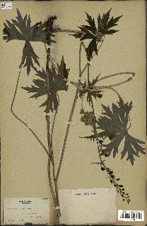 spécimen de Aconitum lycoctonum
