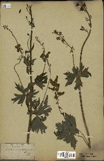 spécimen de Aconitum lycoctonum