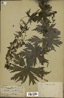 spécimen de Aconitum lycoctonum