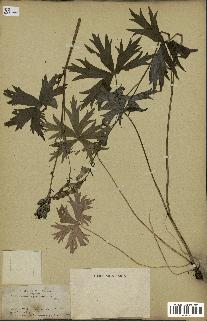 spécimen de Aconitum lycoctonum