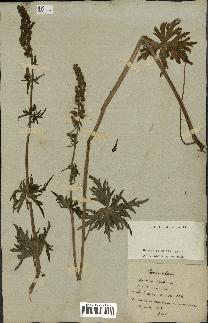 spécimen de Aconitum lycoctonum