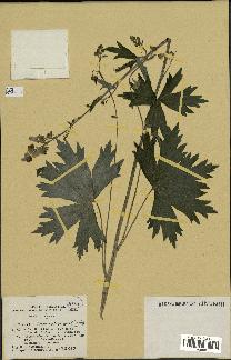 spécimen de Aconitum lycoctonum