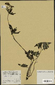 spécimen de Aconitum lycoctonum