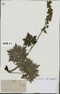 spécimen de Aconitum lycoctonum