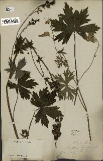 spécimen de Aconitum lycoctonum