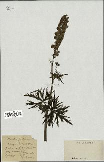 spécimen de Aconitum lycoctonum