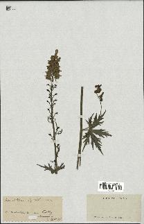 spécimen de Aconitum lycoctonum