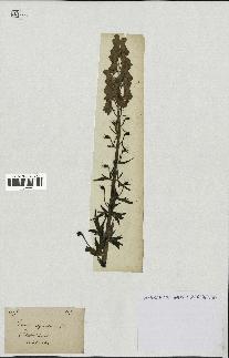 spécimen de Aconitum lycoctonum