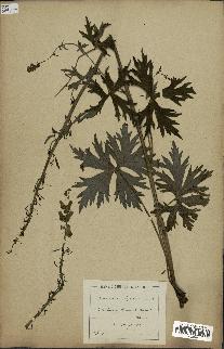 spécimen de Aconitum lycoctonum