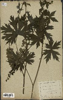 spécimen de Aconitum lycoctonum
