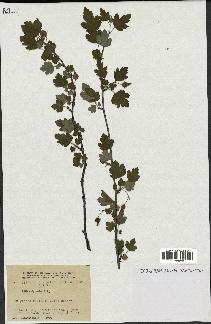 spécimen de Ribes cynosbati