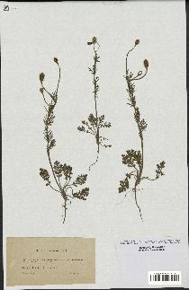 spécimen de Papaver hispidum