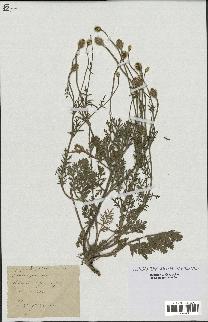 spécimen de Papaver hispidum