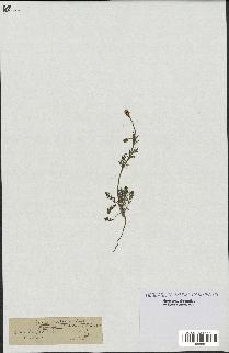 spécimen de Papaver hispidum