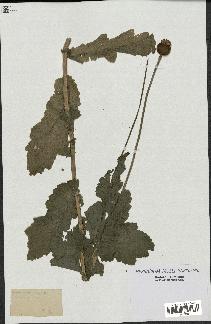 spécimen de Papaver somniferum