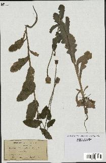 spécimen de Papaver somniferum