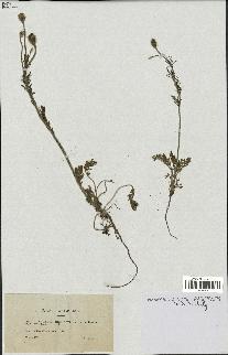 spécimen de Papaver hispidum