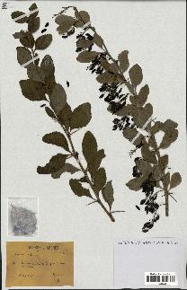 spécimen de Berberis vulgaris