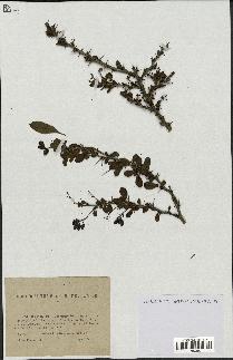 spécimen de Berberis vulgaris