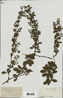 spécimen de Berberis vulgaris