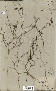 spécimen de Launaea nudicaulis