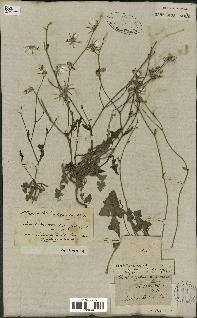 spécimen de Launaea nudicaulis