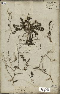 spécimen de Launaea nudicaulis
