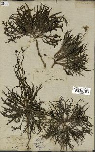 spécimen de Launaea nudicaulis