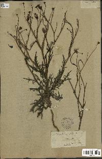 spécimen de Launaea nudicaulis