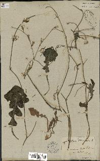 spécimen de Launaea nudicaulis