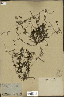 spécimen de Launaea nudicaulis