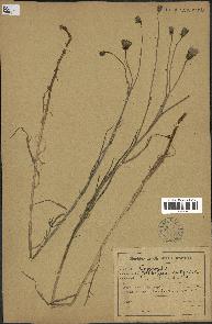 spécimen de Launaea nudicaulis