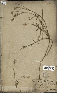 spécimen de Launaea nudicaulis
