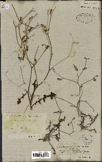spécimen de Launaea nudicaulis