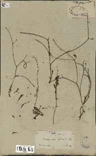 spécimen de Launaea nudicaulis