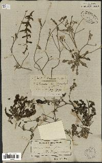 spécimen de Launaea nudicaulis