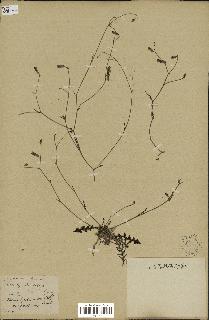 spécimen de Launaea nudicaulis