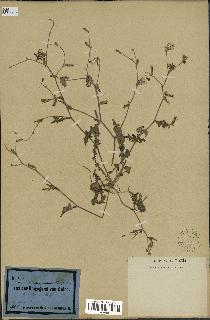 spécimen de Launaea nudicaulis