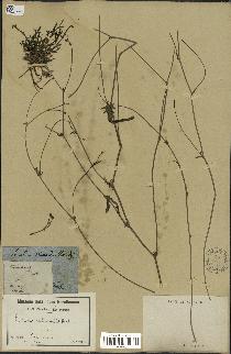 spécimen de Launaea nudicaulis